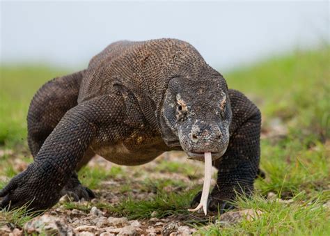 Tidak Banyak Diketahui, Ini 3 Fakta Komodo Hewan yang Bisa Memakan Bayinya Sendiri