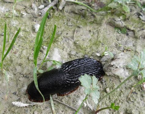 Black Slug at Aggregate Ponds | Arion ater (European Black S… | Flickr