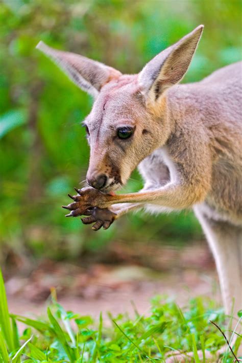 Young kangaroo eating