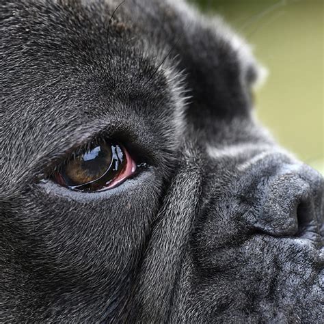 Dog Eye Glaucoma - Causes & Symptoms| Greensboro Vet | Carolina Veterinary Specialists