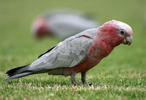 Hundreds of Galah birds mysteriously fall from the sky in Burra, Australia - Strange Sounds