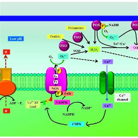 ROS production by the plasma membrane, apoplast, and cell wall under... | Download Scientific ...