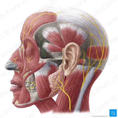 Maxillary nerve (CN V2): Anatomy and function | Kenhub