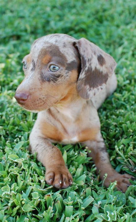 De 25+ bedste idéer inden for Dapple dachshund på Pinterest | Gravhunde, Gravhund og Hunde