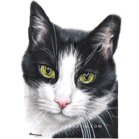 Realistic colour pencil cat portrait commission drawings from your by pet portrait artist Sema ...