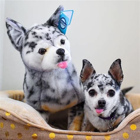 Chihuahua Stuffed Animals | Turn Your Pet into Custom Plush