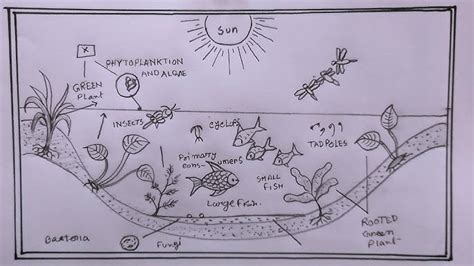 Freshwater Ecosystem Diagram