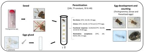 Trichogramma Life Cycle