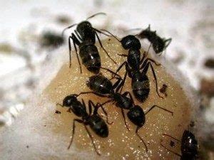 Carpenter Ant Prevention | Bug Tip Tuesday | A1 Exterminators