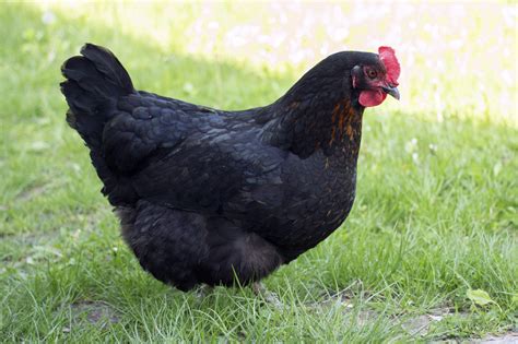 Free Images : bird, wing, farm, village, beak, black, chicken, fowl ...