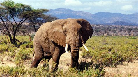 7 days Kenya wildlife safari | Kenya Wildlife Tours | Kenya Safaris