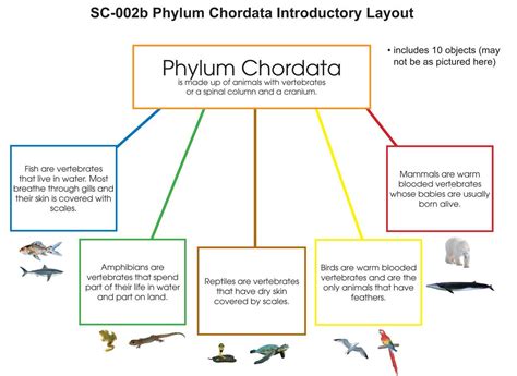 Phylum Chordata Examples