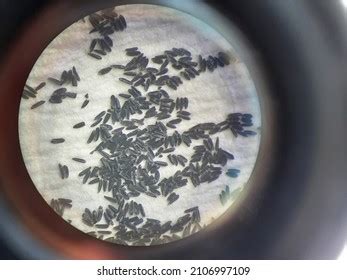 Collection Aedes Aegypti Mosquito Eggs Seen Stock Photo 2106997109 | Shutterstock