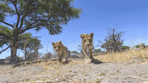 THIS is how you photograph a pride of lions