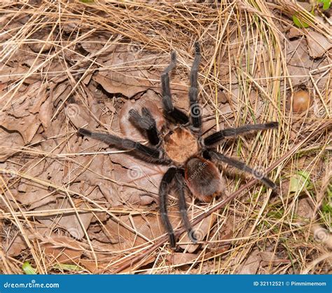 Oklahoma Brown Tarantula Stock Image - Image: 32112521