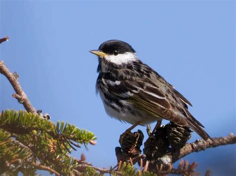 Blackpoll Warbler