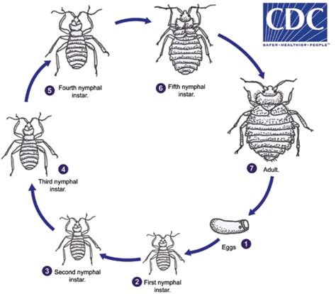 CDC - Bed Bugs - Biology