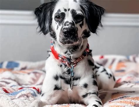 Caring for Long haired Dalmatians: Your Ultimate Guide