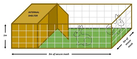 Rabbit Space Requirements | Gower Vets Swansea