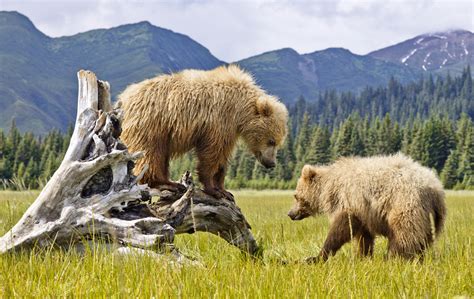 Denali Grizzly Bear Resort | Denali National Park | Denali, AK