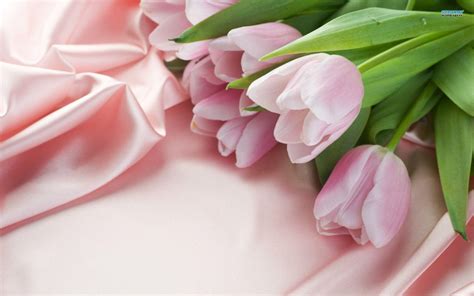 Pink Tulips Wallpapers - Wallpaper Cave