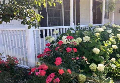 Landscaping With Hydrangeas And Roses | Home Design Ideas