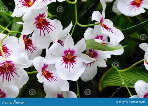 Miltonia orchid stock photo. Image of orchid, bloom, purple - 4914190