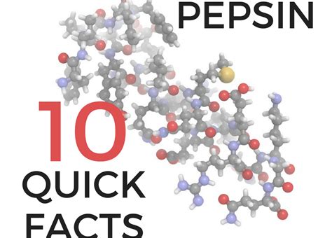 Pepsin: 10 at-a-glance facts // Peptest blog