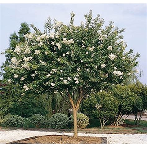 Monrovia 3.58-Gallon White Natchez Crape Myrtle Flowering Tree at Lowes.com | Myrtle tree, Crepe ...