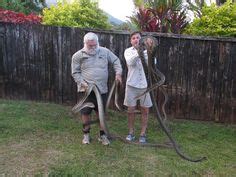 24 Best Snake Removal Services and Animal Trapping Service Cairns ideas | snake removal, feral ...