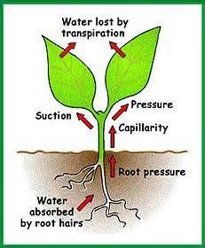 Root Pressure Diagram