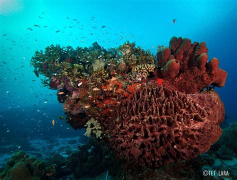 WOW Philippines: Tubbataha Reef