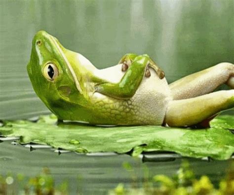 Frogs GIFs - Get the best GIF on GIPHY