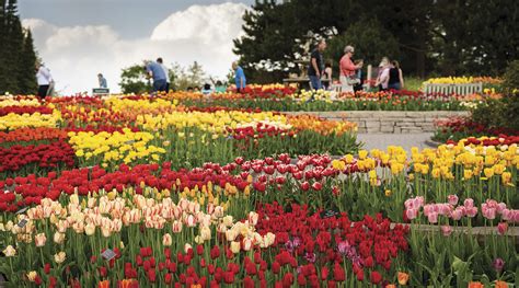 Snapshot: Spring Tulips at the Arboretum | Minnesota Monthly