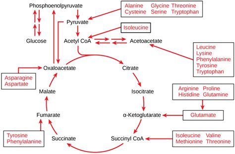 Connections of Proteins to Glucose Metabolism | Cellular Respiration