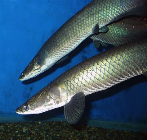 Giant Amazon Fish Species Discovered | Live Science