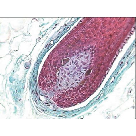 B8A13717 - Philip Harris Prepared Microscope Slide - Human Skin Section | Philip Harris