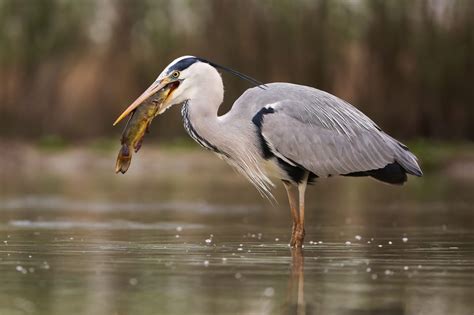 Piscivorous birds as vectors of fish pathogens: damage to aquaculture ...