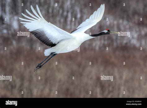 Red-crowned crane flying Stock Photo - Alamy