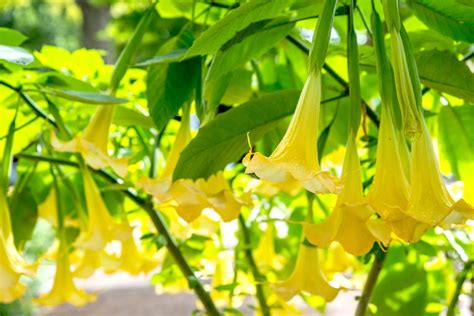 Brugmansia: Plant Care & Growing Guide