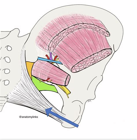 Sacrotuberous Ligament (STL) - Dr. Justin Dean