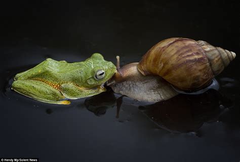 est100 一些攝影(some photos): frog, snail. 青蛙, 蝸牛