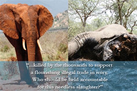 The Twentieth Anniversary of the Ivory Trade Ban | Saving Earth ...