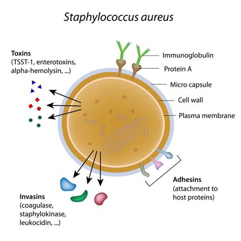 Destiny Pharma's Antibiotic Nasal Gel for Surgical Infections Cruises ...