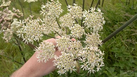 Common Hogweed – Identification, Edibility, Distribution – Galloway Wild Foods