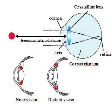 Principle of lens accommodation | Download Scientific Diagram