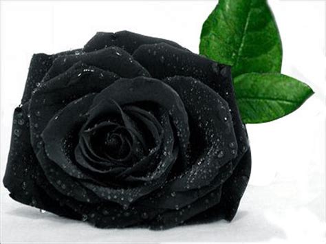 Ý nghĩa Hoa hồng đen - Black Roses