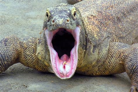 El ojo del buitre: Reptiles - Dragón de Komodo (Varanus Komodoensis)