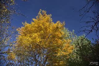 Yellow Tree | PENTAX K-1 • FF Mode • 100 ISO • Sigma Art 18-… | Flickr