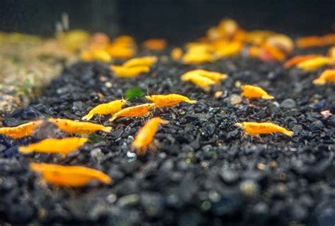 Orange Pumpkin Shrimp: Care, Breeding, Tank Mates & More